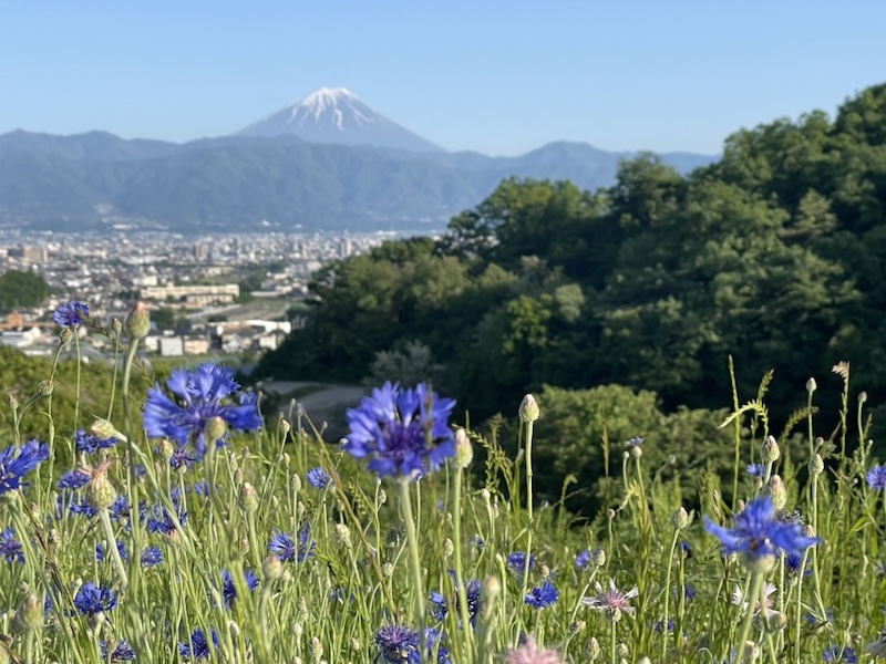 山梨の自然とセットでついてくる「虫問題」